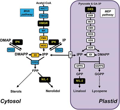 Overcoming Bottlenecks for Metabolic Engineering of Sesquiterpene Production in Tomato Fruits